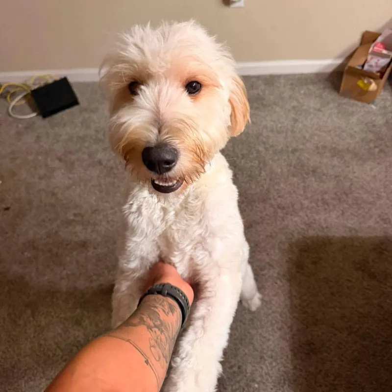 A young medium-sized female Golden Retriever dog named Shy for adoption in Tampa, FL