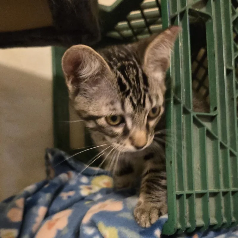 A baby small-sized male Black Domestic Short Hair cat named Tigger for adoption in Shelbyville, IN