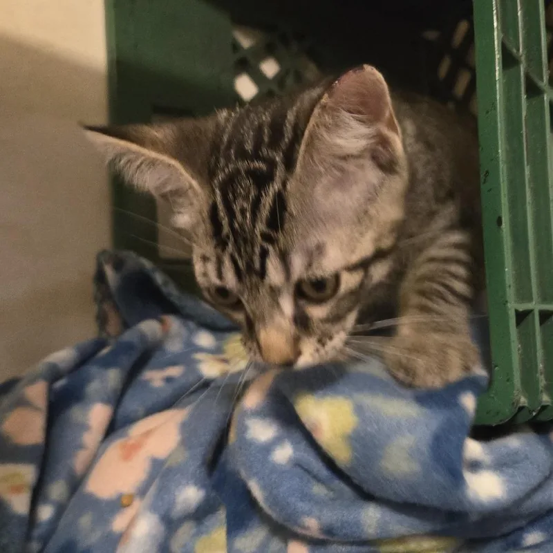 Tigger thumbnail 2