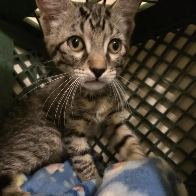 Tigger thumbnail 3