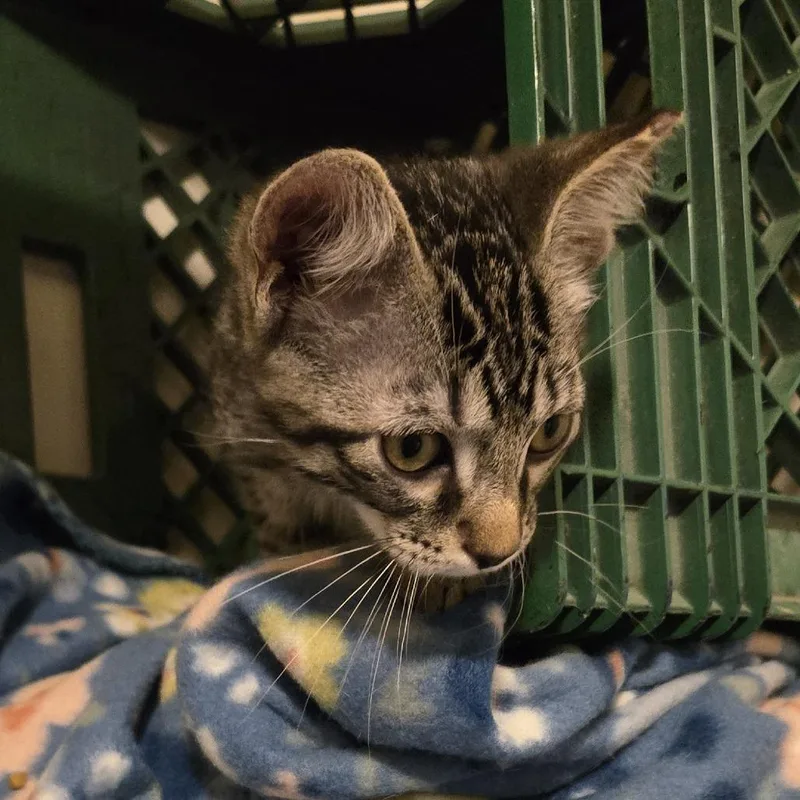 Tigger thumbnail 4