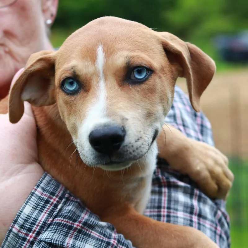 A baby medium-sized male Yellow / Tan / Blond / Fawn Mountain Cur dog named Ct Pumba for adoption in Stormville, NY