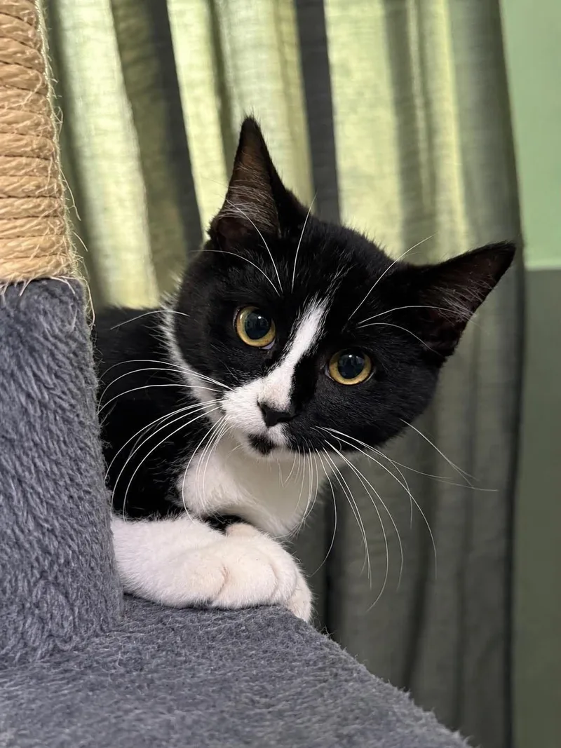 A baby medium-sized male Black & White / Tuxedo Domestic Short Hair cat named Bubba for adoption in Sioux Falls, SD