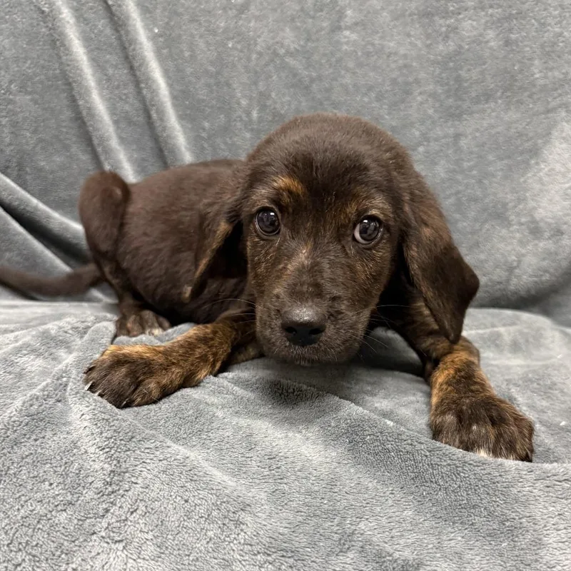 A baby medium-sized male Hound dog named Charmander for adoption in Brenham, TX