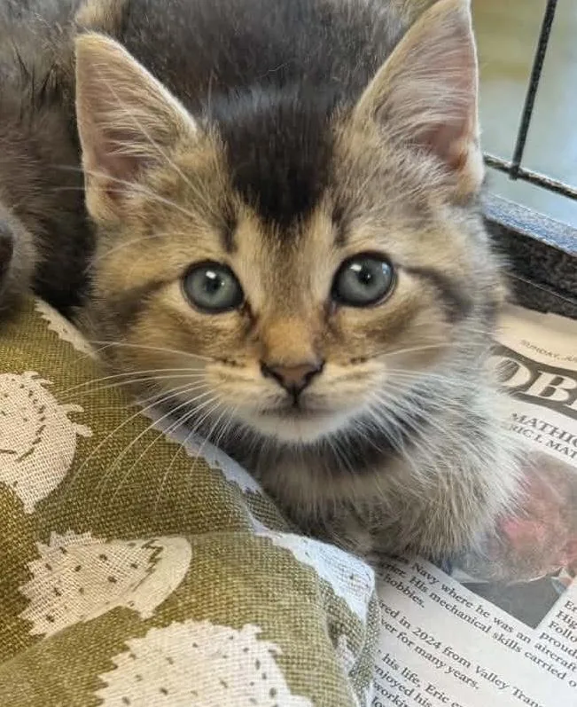 A baby medium-sized male Tabby (Brown / Chocolate) Domestic Short Hair cat named Mohawk for adoption in Parma, OH