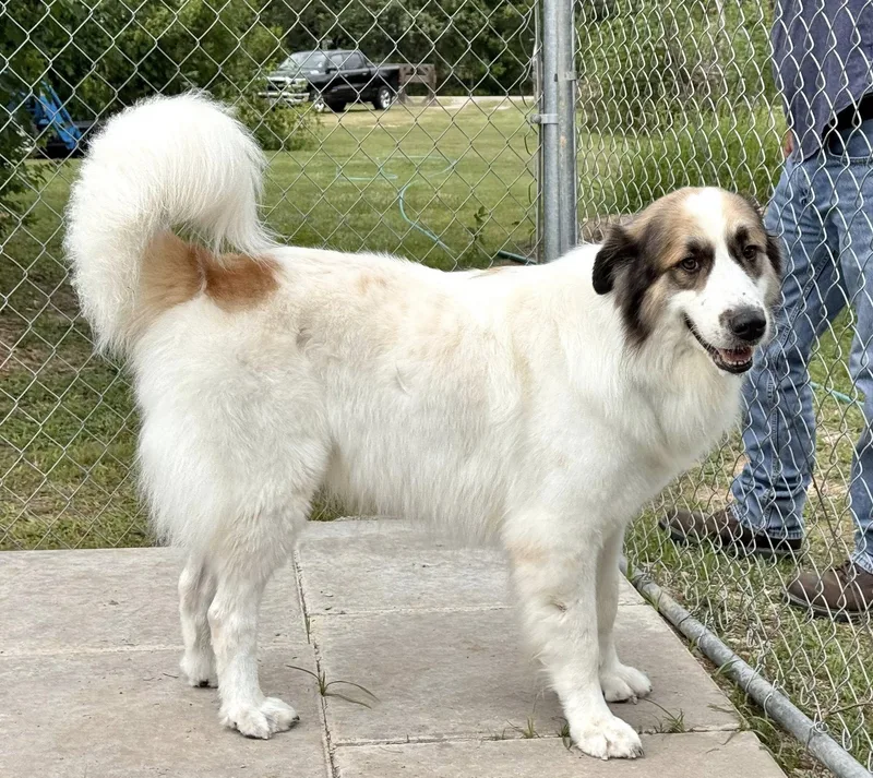 Bandit Sweeny  Tx thumbnail 2