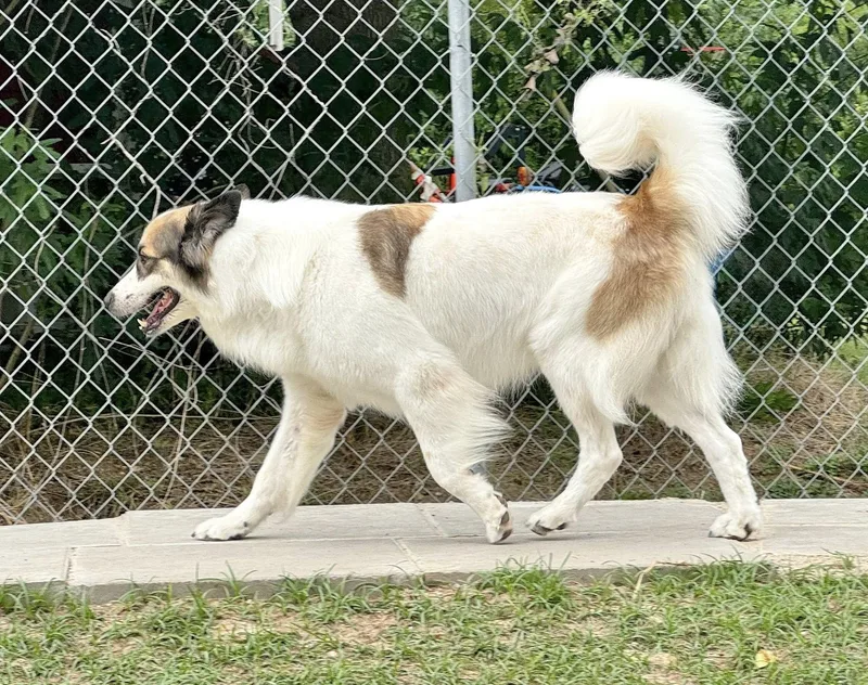 Bandit Sweeny  Tx thumbnail 3