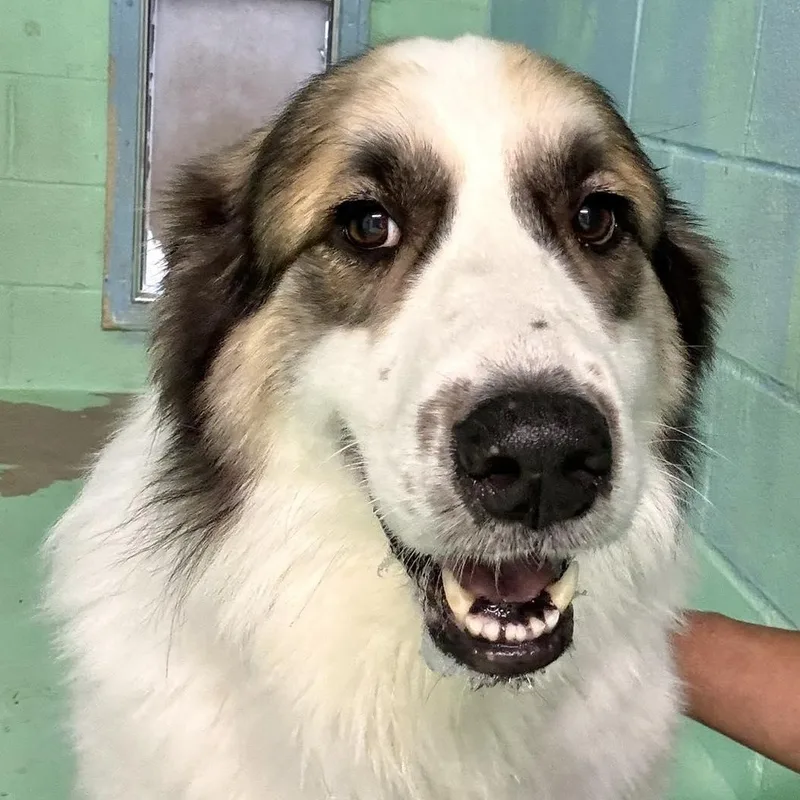 Bandit Sweeny  Tx thumbnail 4