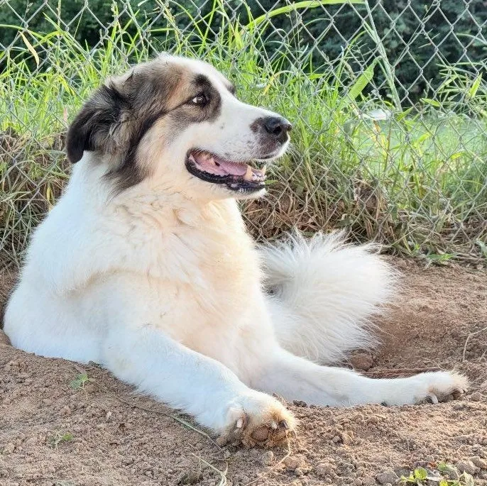 Bandit Sweeny  Tx thumbnail 5