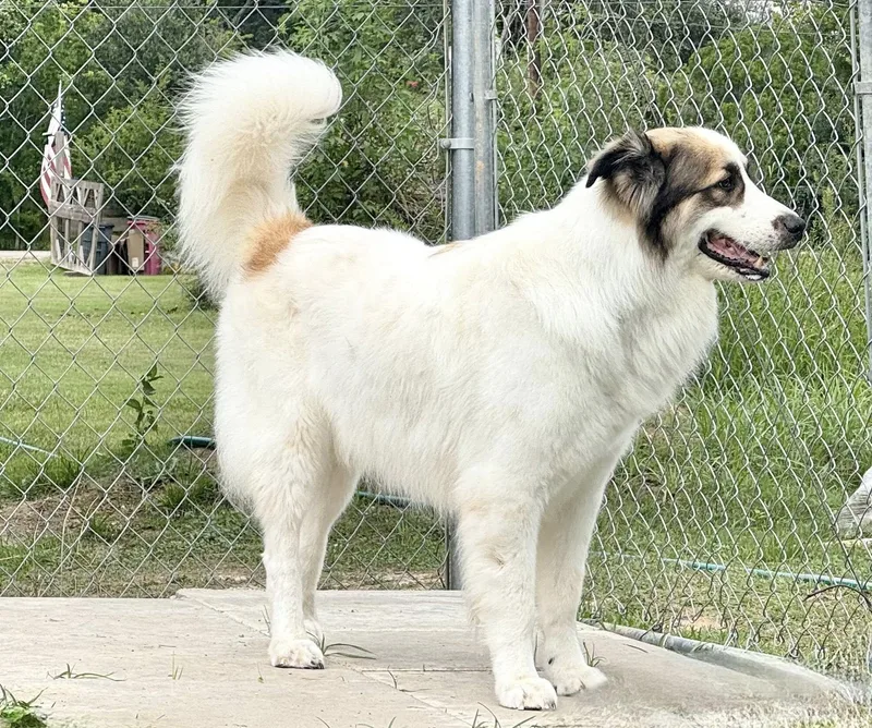 Bandit Sweeny  Tx thumbnail 6