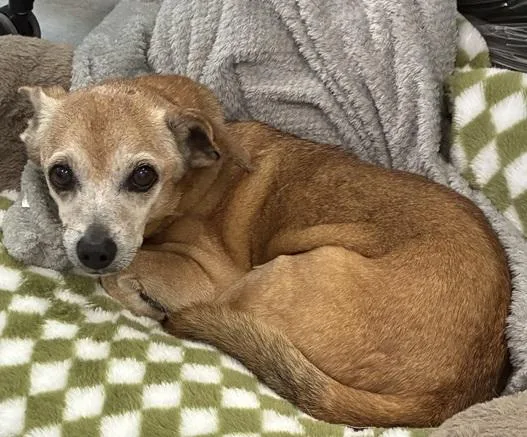 A senior small-sized male Brown / Chocolate Mixed Breed dog named Handsome for adoption in Alexandria, VA