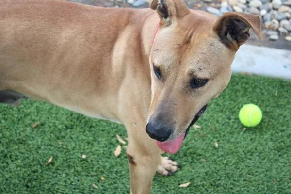 An adult large-sized male German Shepherd Dog dog named Cedar for adoption in San Diego, CA