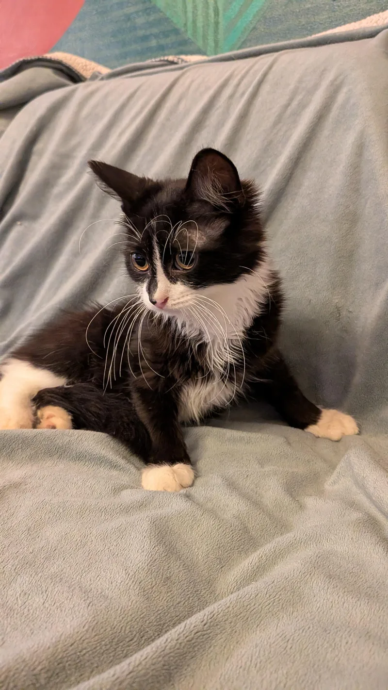 A baby medium-sized male Black & White / Tuxedo Domestic Medium Hair cat named Mattie for adoption in Newark, NJ