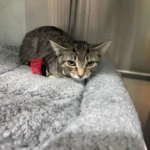 A baby medium-sized female Tabby (Buff / Tan / Fawn) Domestic Short Hair cat named Gail for adoption in East Brunswick, NJ