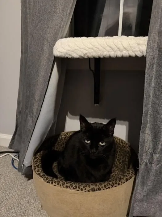 An adult medium-sized female Black Domestic Short Hair cat named Leia Courtesy Listing for adoption in Dawson, GA