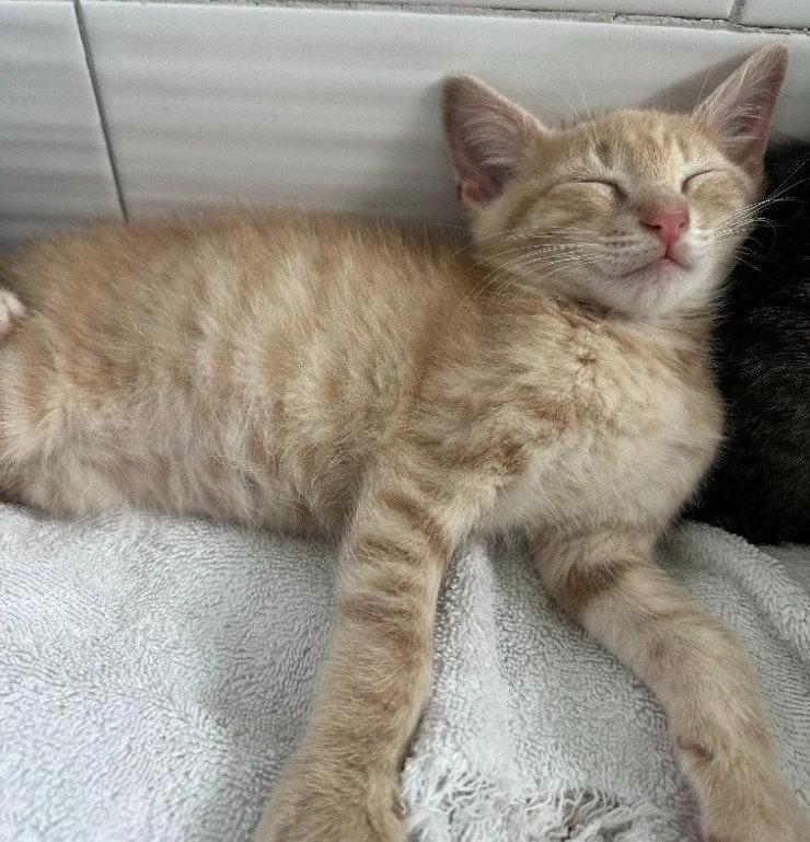 A baby medium-sized male Buff / Tan / Fawn Domestic Short Hair cat named Michael for adoption in Oviedo, FL