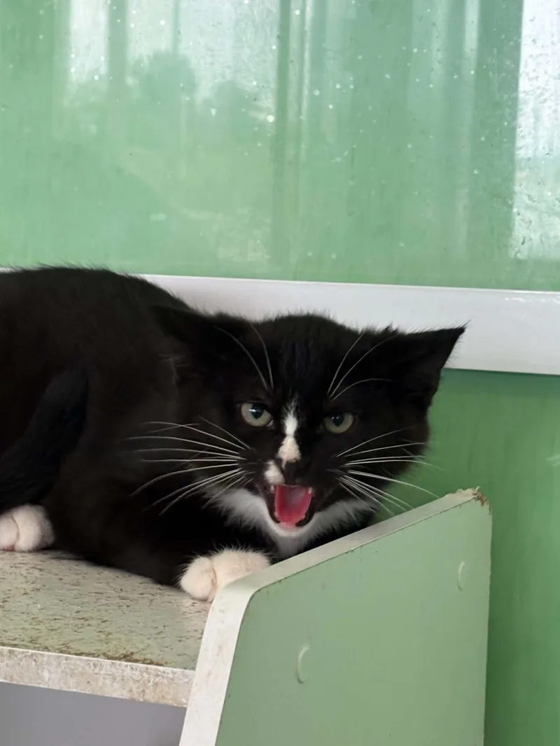 A young medium-sized male Black & White / Tuxedo American Shorthair cat named Sylvester for adoption in Barboursville, WV
