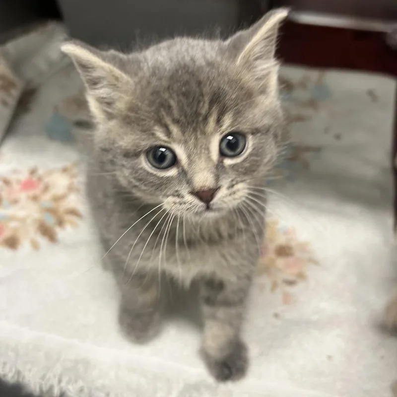 A baby small-sized male Gray / Blue / Silver Domestic Short Hair cat named Plankton for adoption in Durango, CO