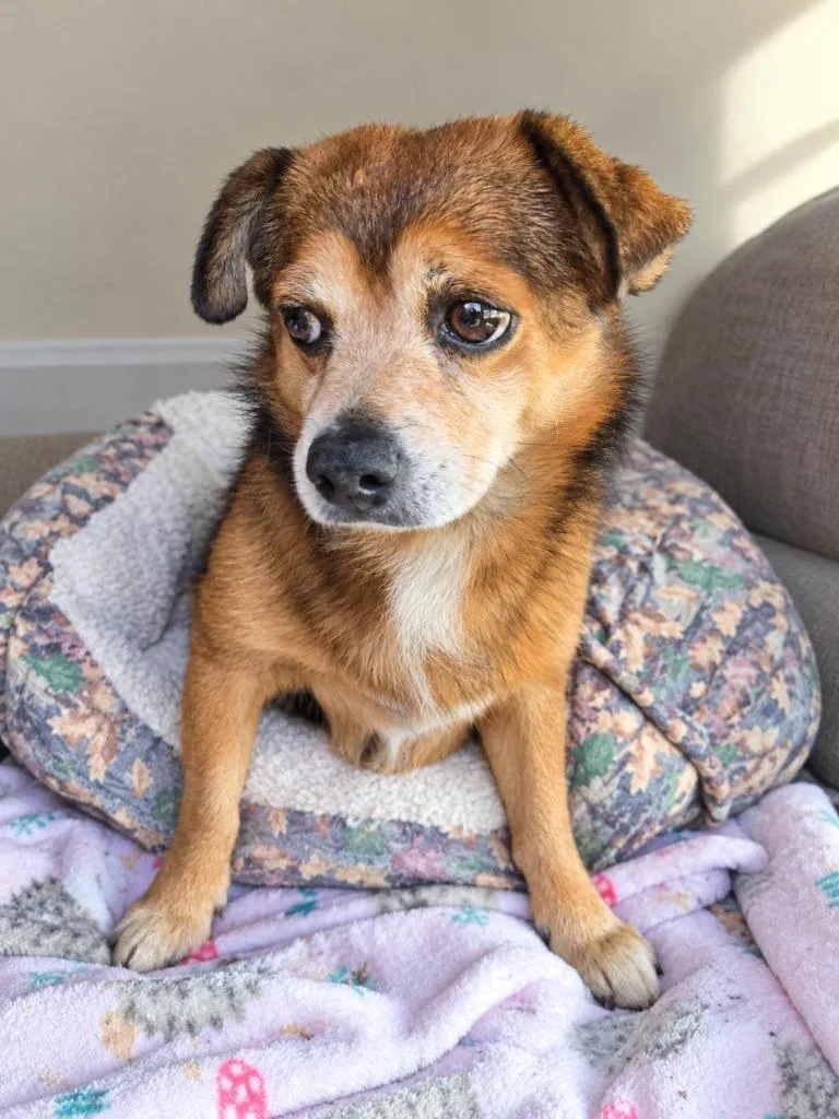 An adult small-sized male Jack Russell Terrier dog named Bemo for adoption in St. Augustine, FL
