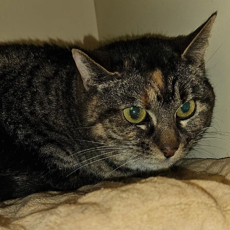A senior large-sized female Brown / Chocolate Domestic Short Hair cat named Pudding for adoption in Dayton, OH