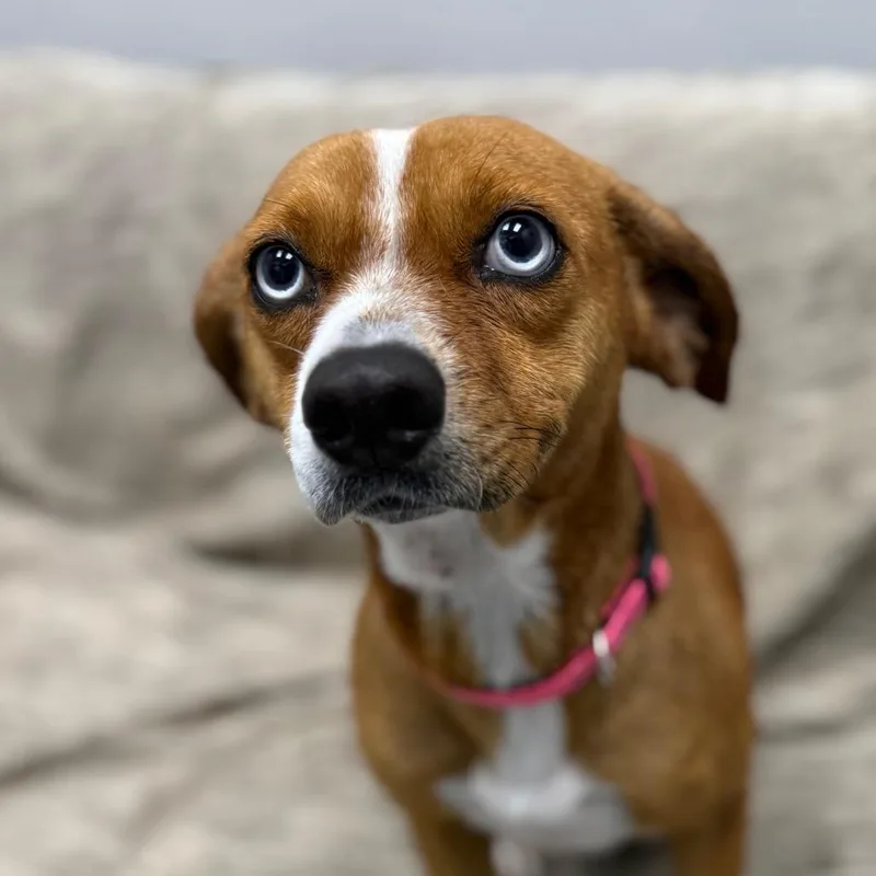 A young medium-sized female Golden Australian Cattle Dog / Blue Heeler dog named Skye for adoption in Monticello, IA