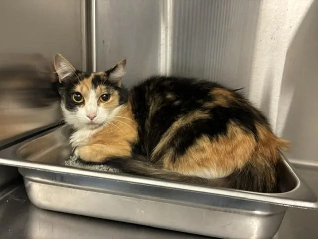 A young medium-sized female Domestic Short Hair cat named Stone for adoption in Colorado Springs, CO