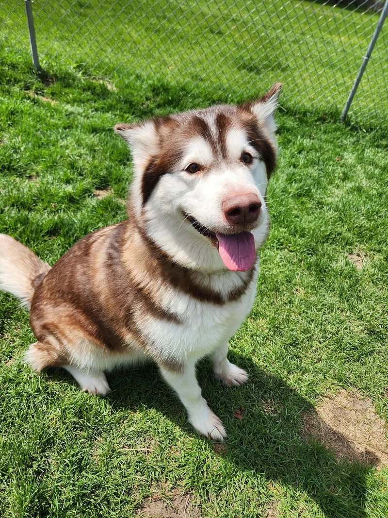 An adult large-sized female Alaskan Malamute dog named Mira for adoption in Caro, MI