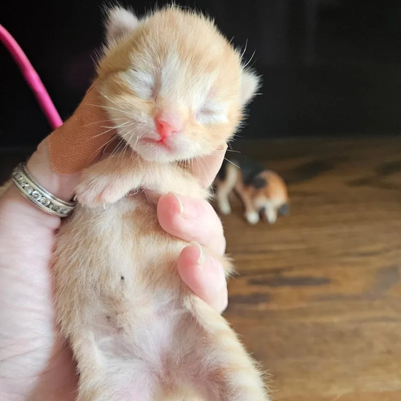 A baby small-sized male Orange / Red Domestic Short Hair cat named America for adoption in Waldorf, MD