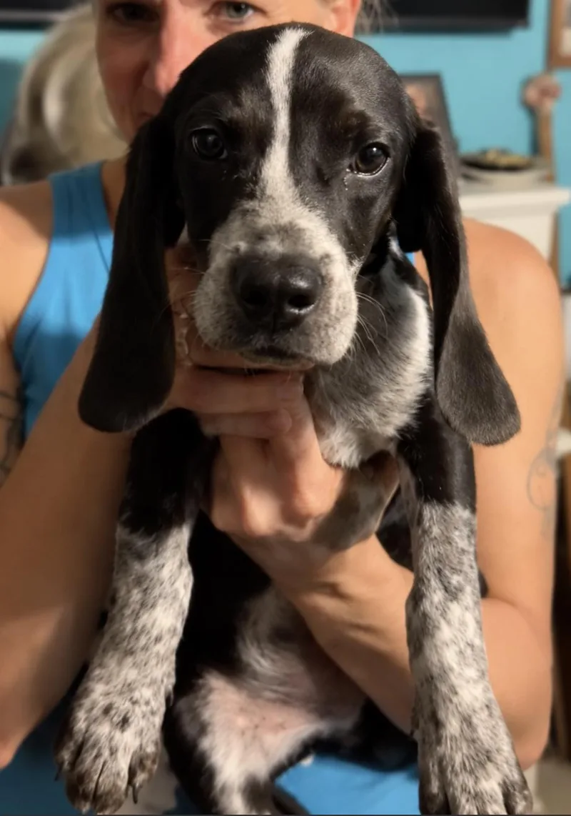 A baby medium-sized male Beagle dog named Gator for adoption in TULSA, OK