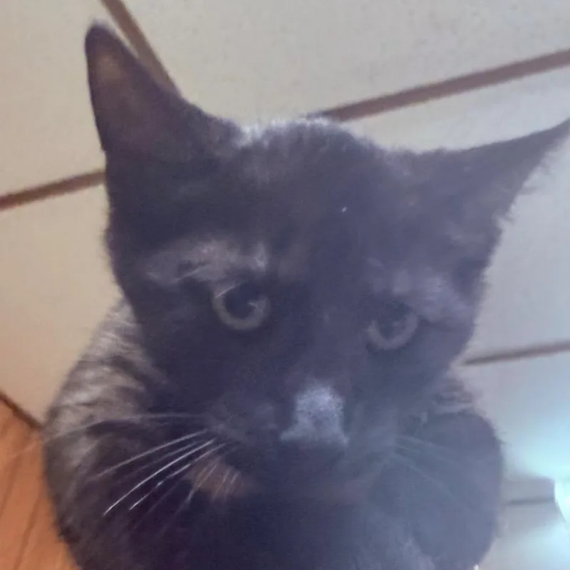 A baby large-sized male Domestic Long Hair cat named Chicken for adoption in Utica, MI