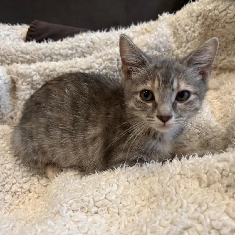 A baby small-sized female Gray / Blue / Silver Domestic Short Hair cat named Sissy for adoption in Falls Church, VA