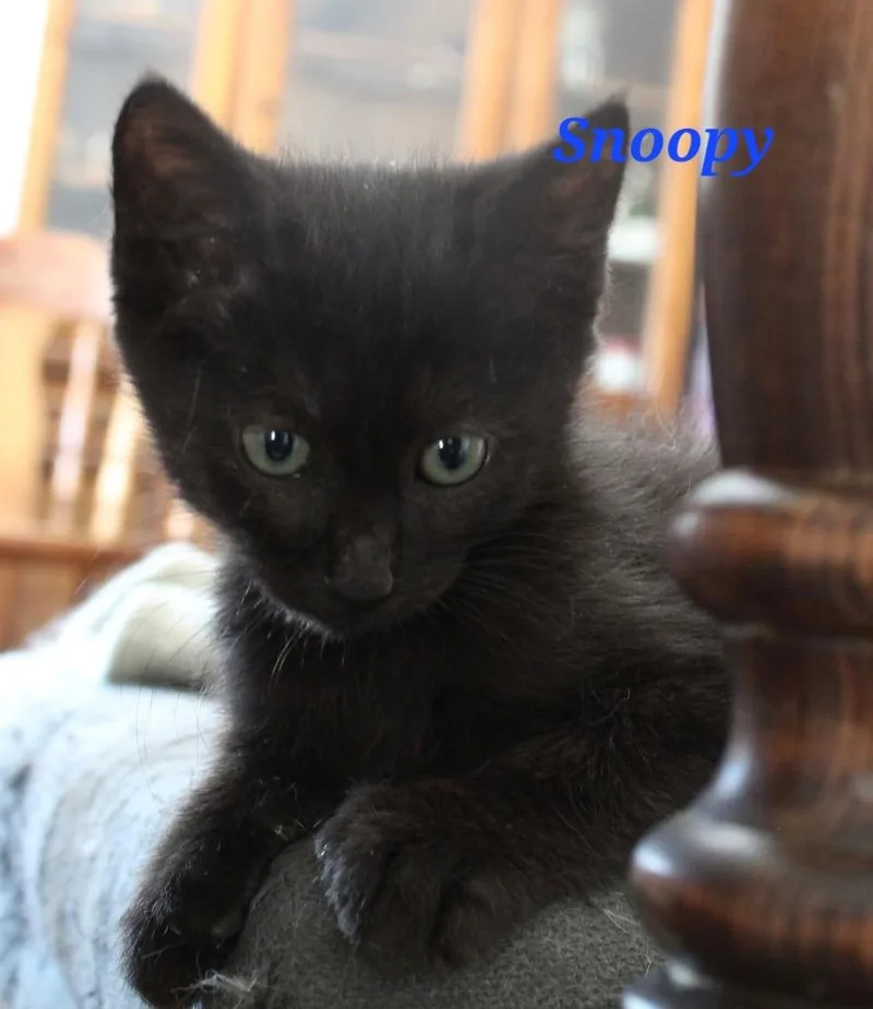 A baby small-sized male Domestic Short Hair cat named Snoopy for adoption in Ogden, UT