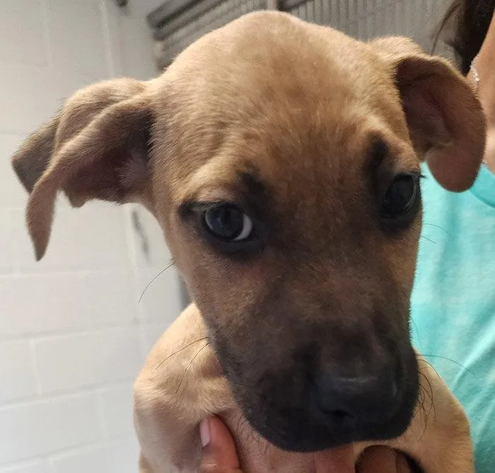 A young medium-sized female Terrier dog named Cabbage for adoption in Hilton Head Island, SC