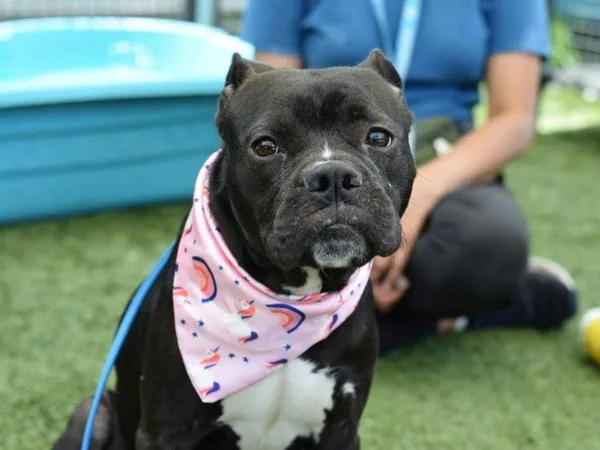 An adult medium-sized female Mixed Breed dog named Xola for adoption in Ridgewood, NY