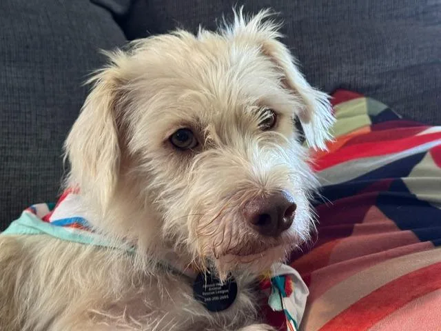 An adult medium-sized male Terrier dog named Fig for adoption in West Bloomfield, MI