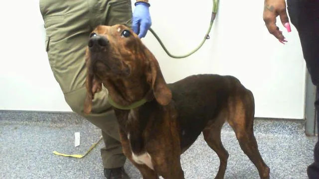 A young medium-sized male Plott Hound dog named Tucker for adoption in Charlotte, NC