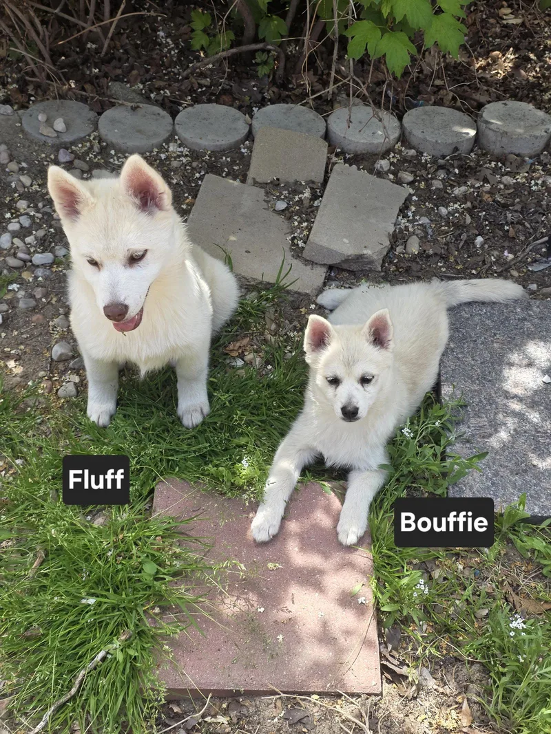 Bouffie