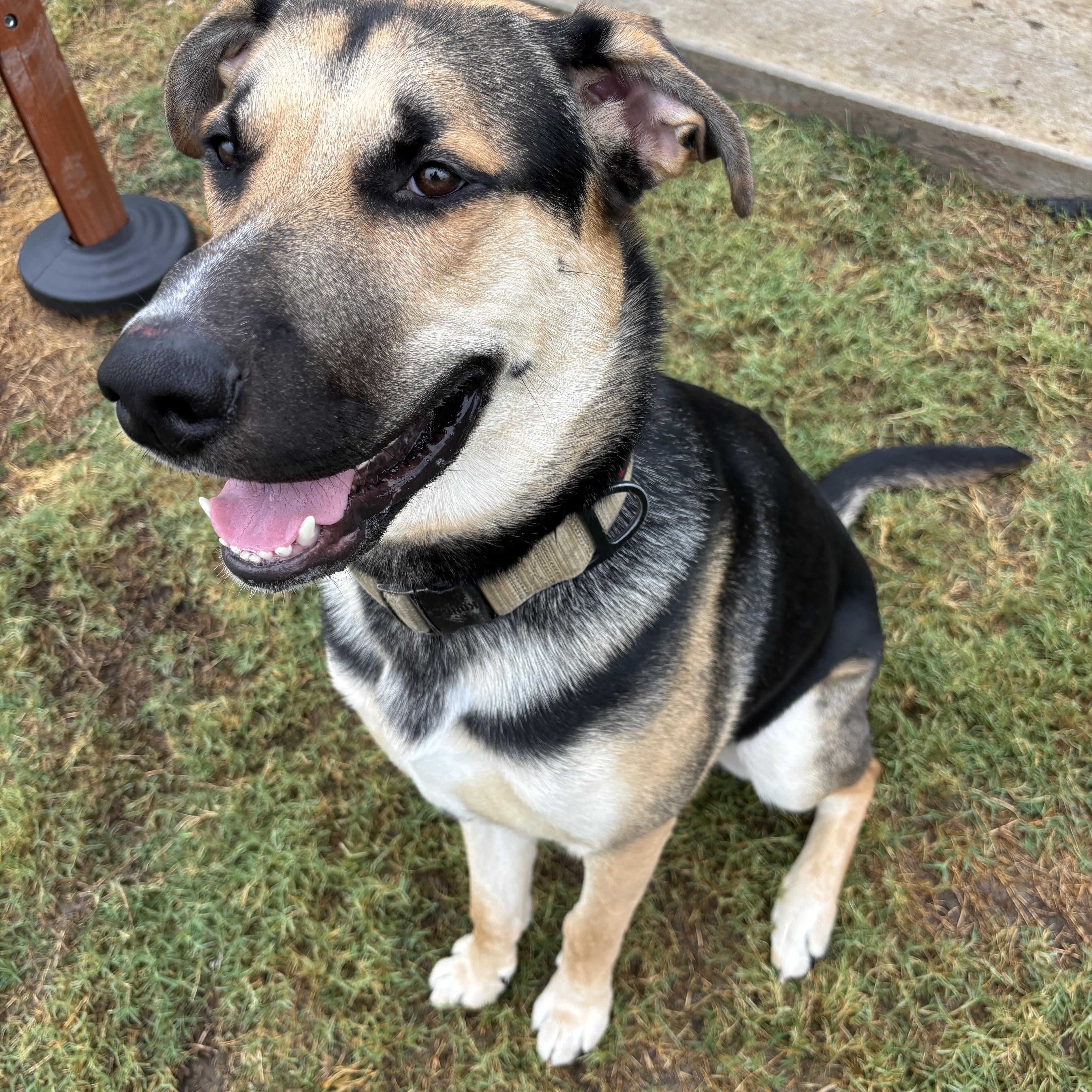 A young large-sized male German Shepherd Dog dog named Chappy for adoption in Owasso, OK