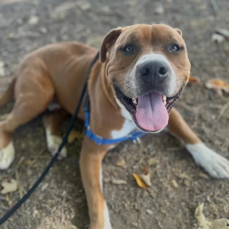 Hippity Hop thumbnail 2