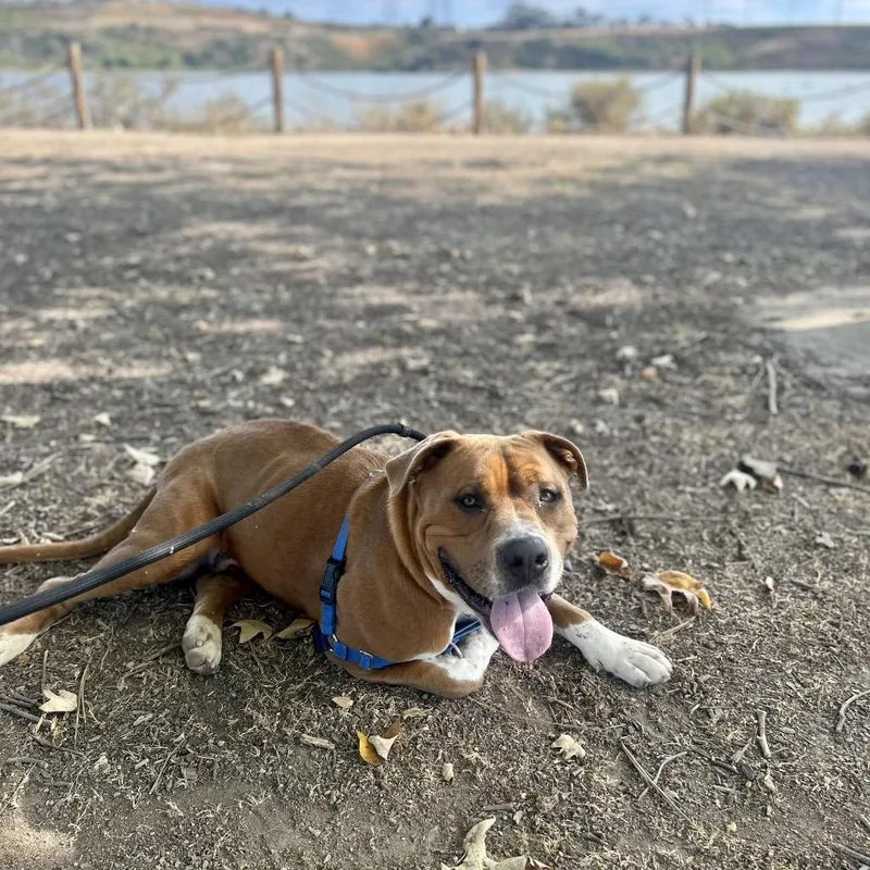 Hippity Hop thumbnail 3