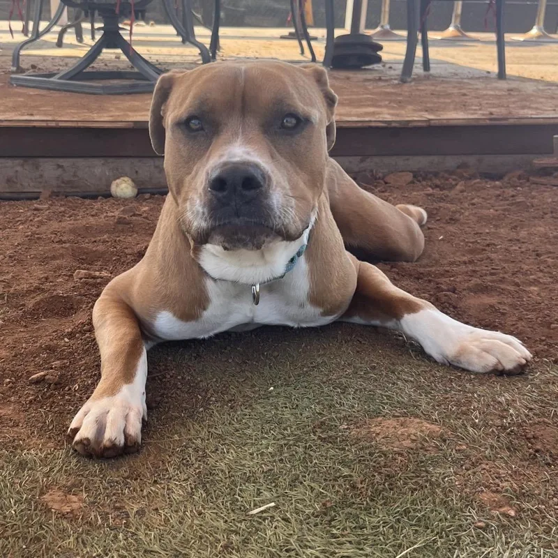 Hippity Hop thumbnail 4