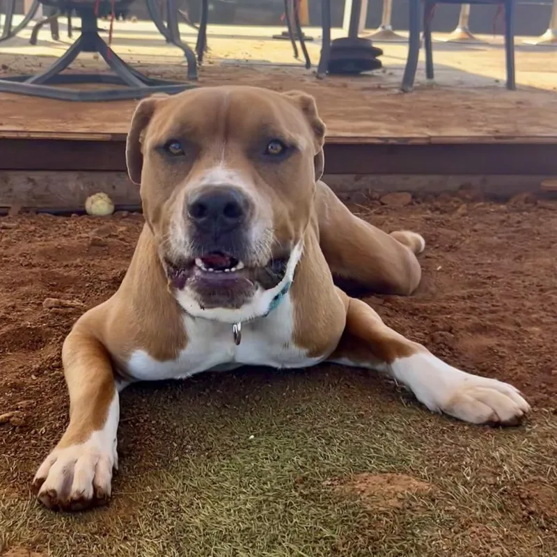 Hippity Hop thumbnail 5