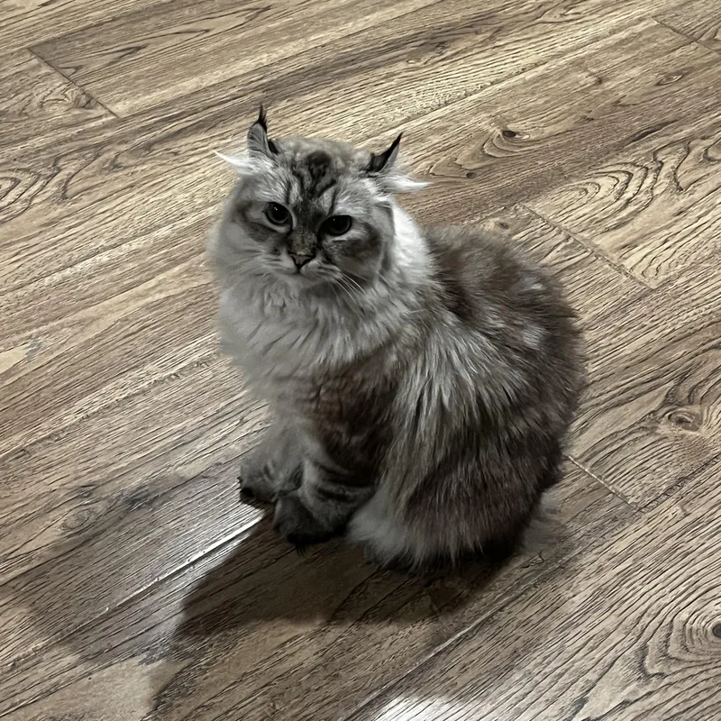 An adult medium-sized female Ragdoll cat named Minnie and Bella for adoption in San Jose, CA
