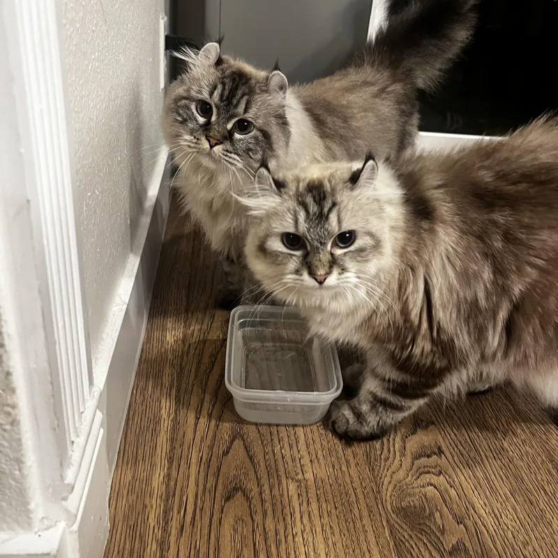 Minnie and Bella thumbnail 5