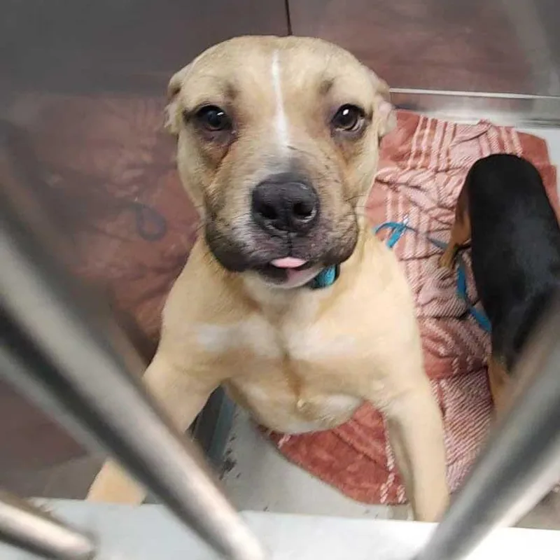 An adult medium-sized male Yellow / Tan / Blond / Fawn Mixed Breed dog named Oatmeal for adoption in Davenport, IA