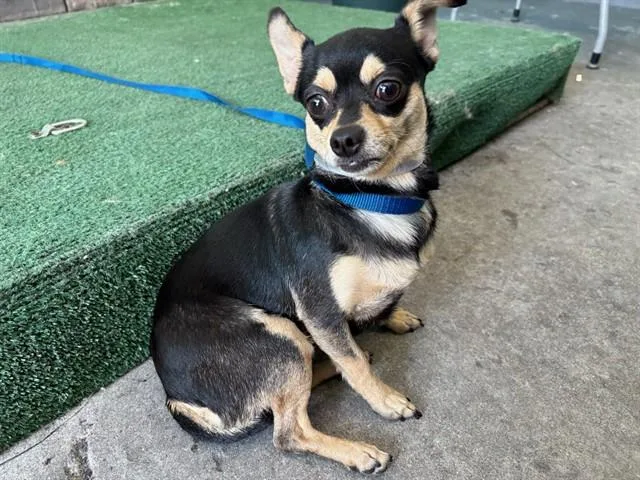 A young medium-sized female Chihuahua dog named Mama for adoption in Baldwin Park, CA