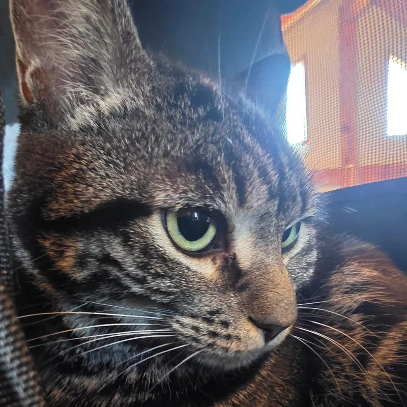 An adult medium-sized female Domestic Short Hair cat named Stormy for adoption in Port Angeles, WA