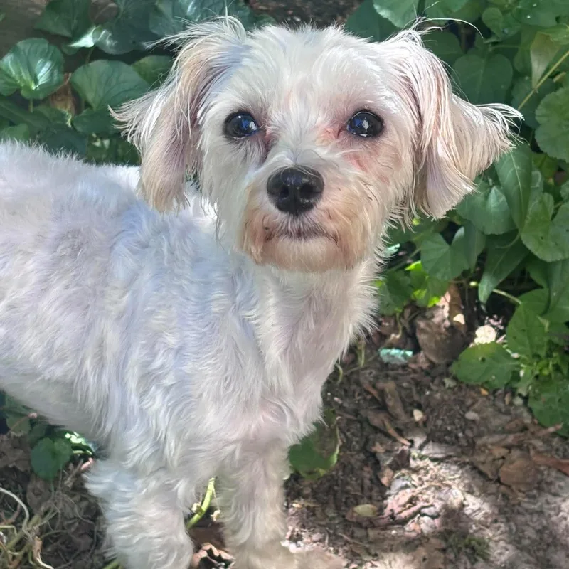 An adult small-sized female Maltese dog named Athena for adoption in Brockport, NY