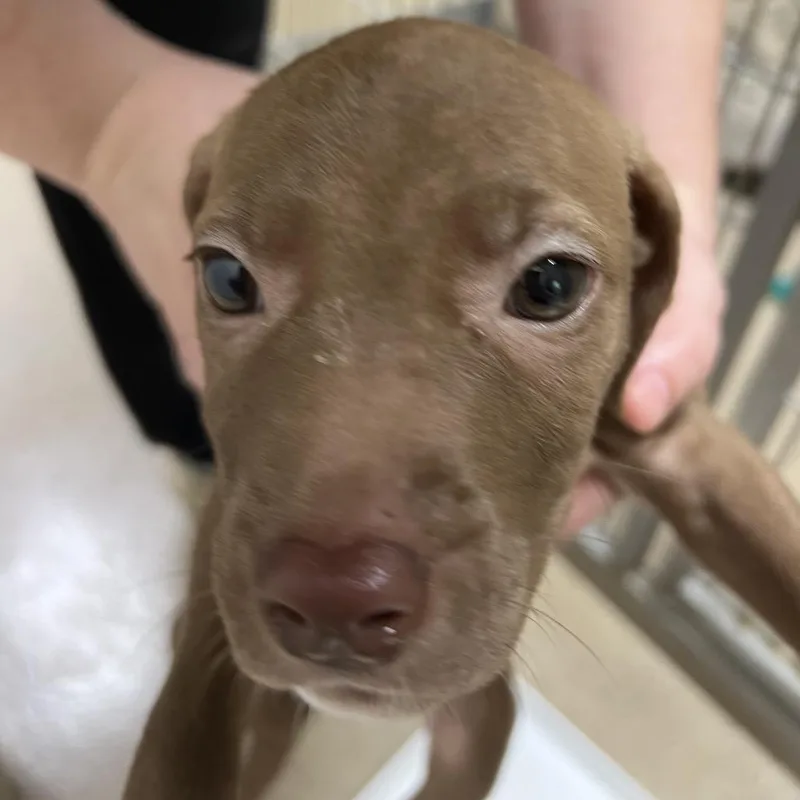 A baby medium-sized female Brown / Chocolate Pit Bull Terrier dog named Alicent for adoption in Pekin, IL