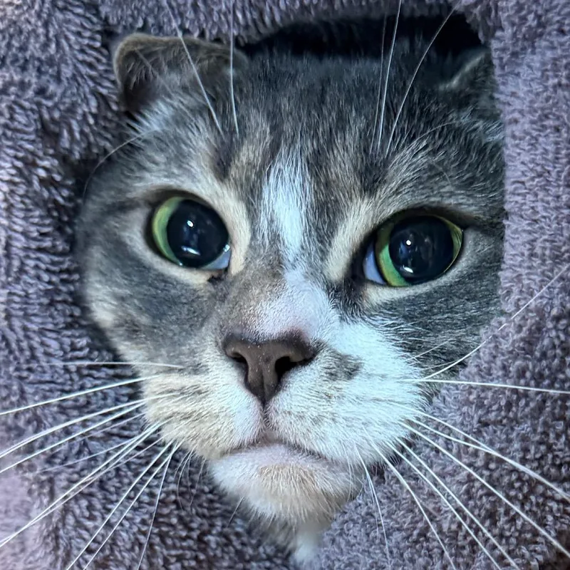 An adult large-sized female Gray / Blue / Silver Domestic Short Hair cat named Nina for adoption in Providence, RI
